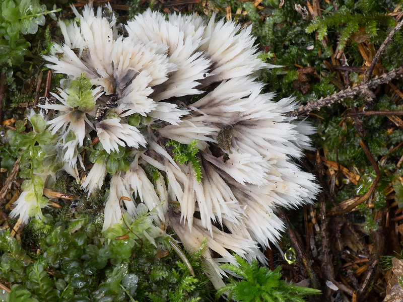 Thelephora penicillata